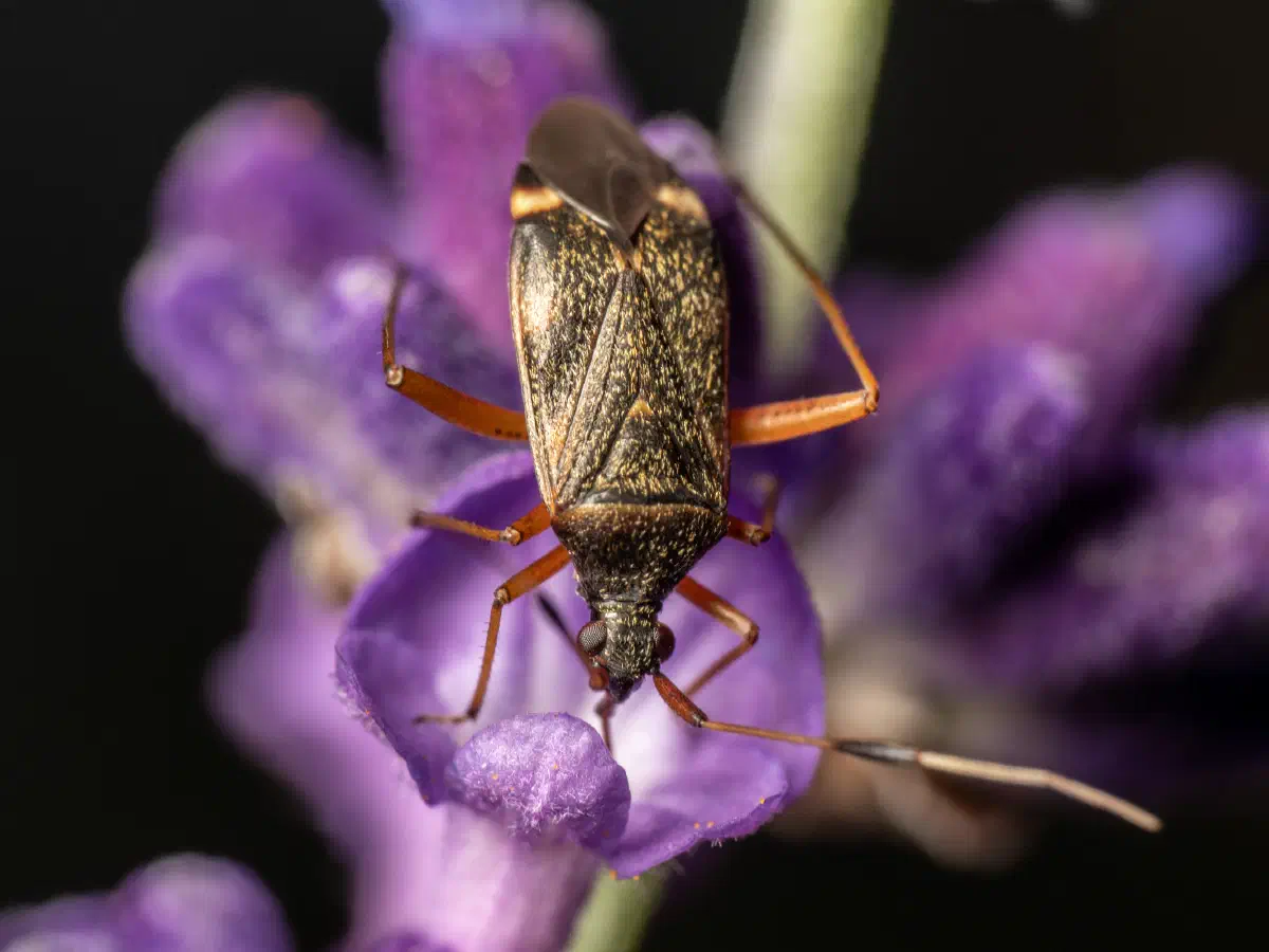 Closterotomus biclavatus