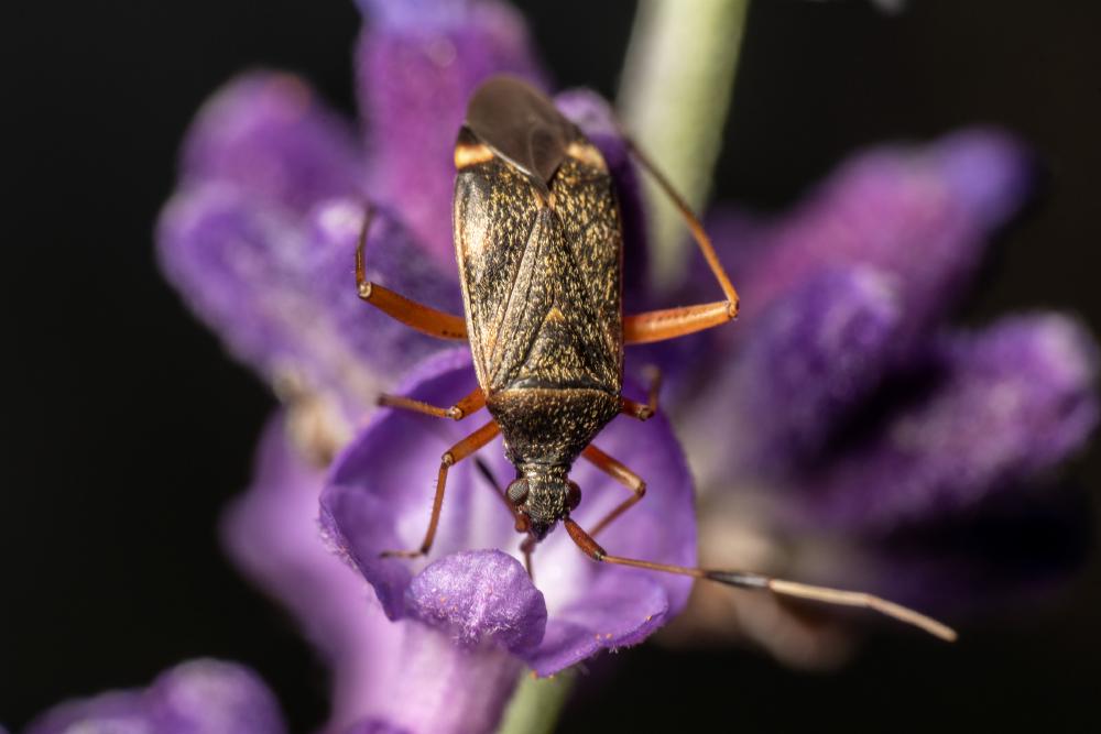 September 19, 2024 – Issue No. 398
– Issue No. 398: “Closterotomus biclavatus“ Closterotomus biclavatus