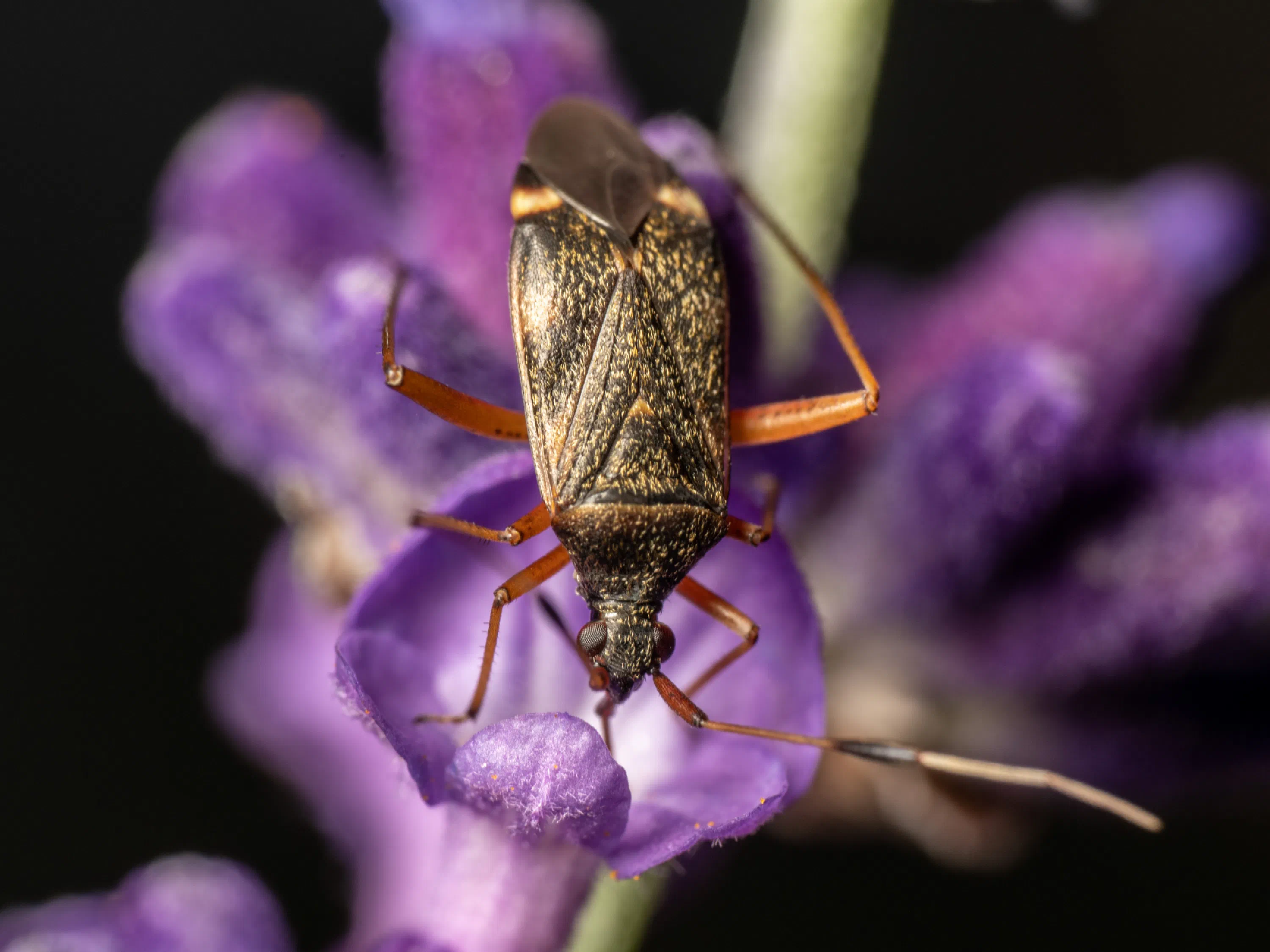 Closterotomus biclavatus