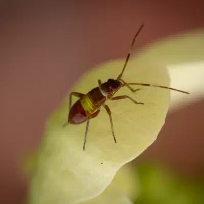 Closterotomus biclavatus
