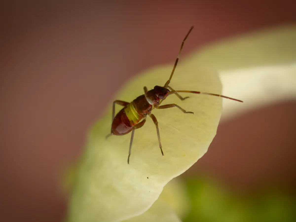Closterotomus biclavatus