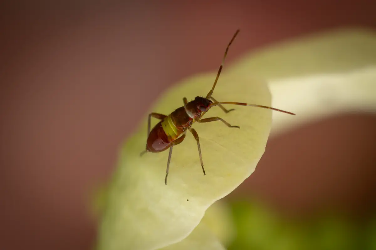 Closterotomus biclavatus – No. 3