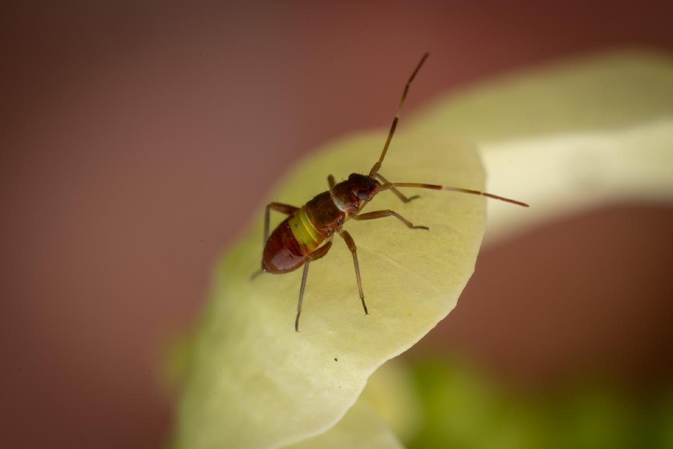 Closterotomus biclavatus – No. 3