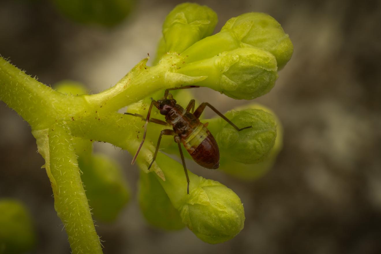 Closterotomus biclavatus – No. 4