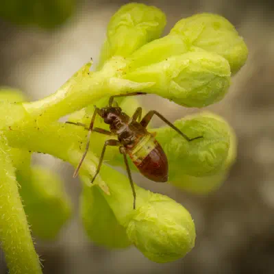 Closterotomus biclavatus