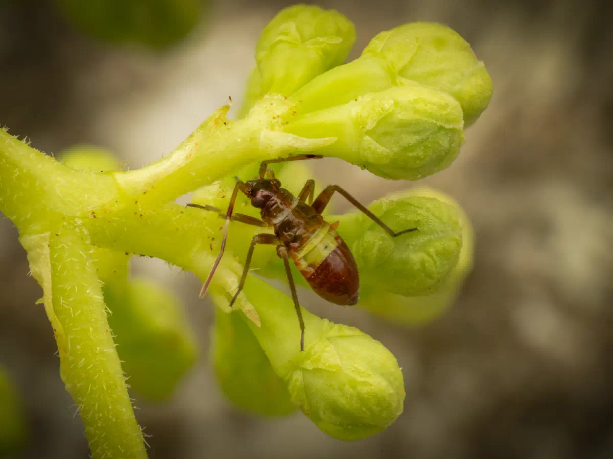 Closterotomus biclavatus