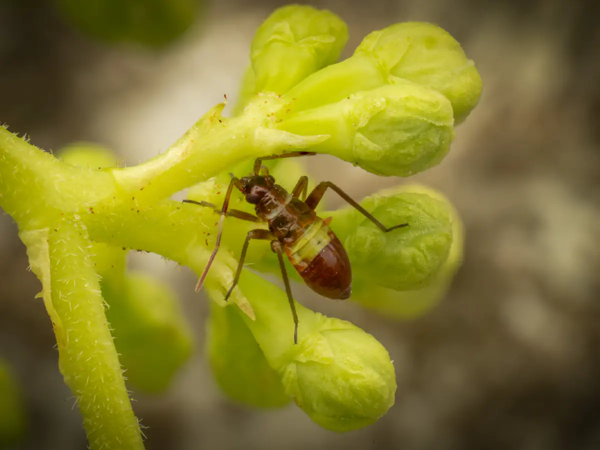 Closterotomus biclavatus