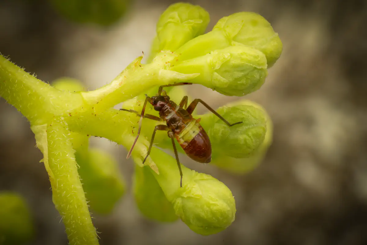 Closterotomus biclavatus – No. 4