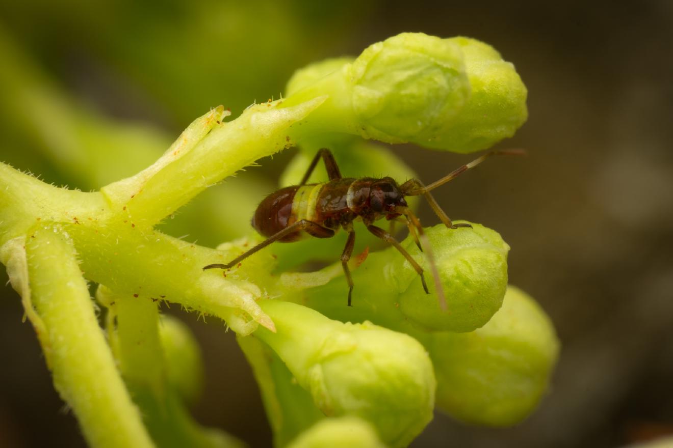 Closterotomus biclavatus – No. 5