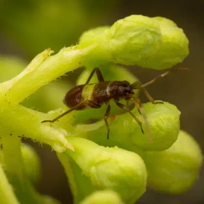 Closterotomus biclavatus