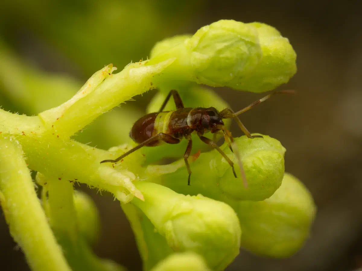 Closterotomus biclavatus