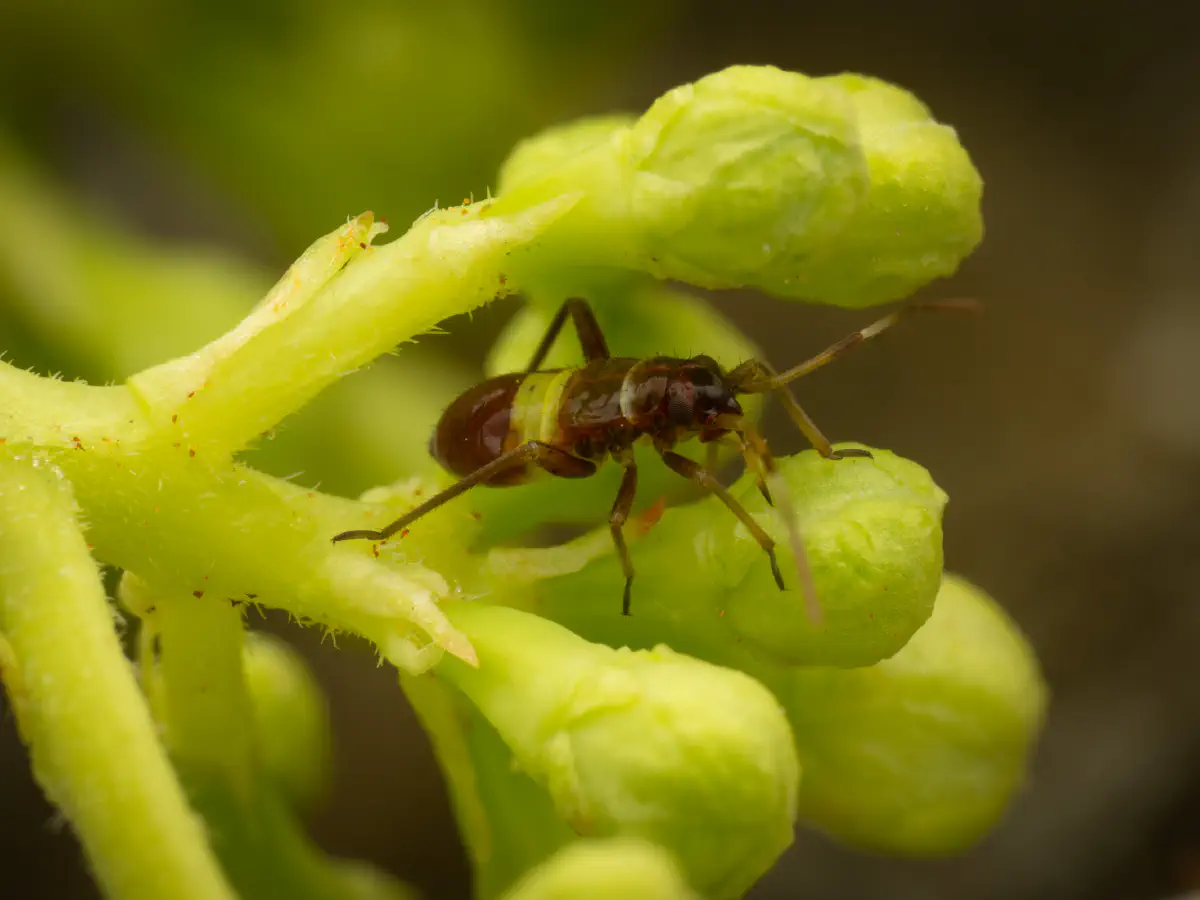 Closterotomus biclavatus