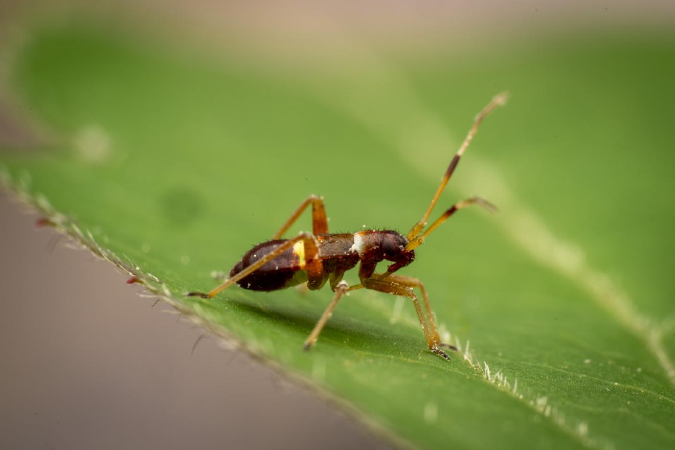 Closterotomus biclavatus – No. 6