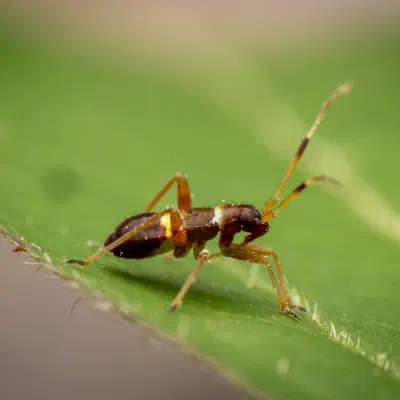 Closterotomus biclavatus