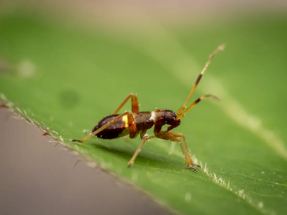 Closterotomus biclavatus