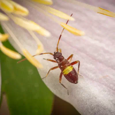 Closterotomus biclavatus