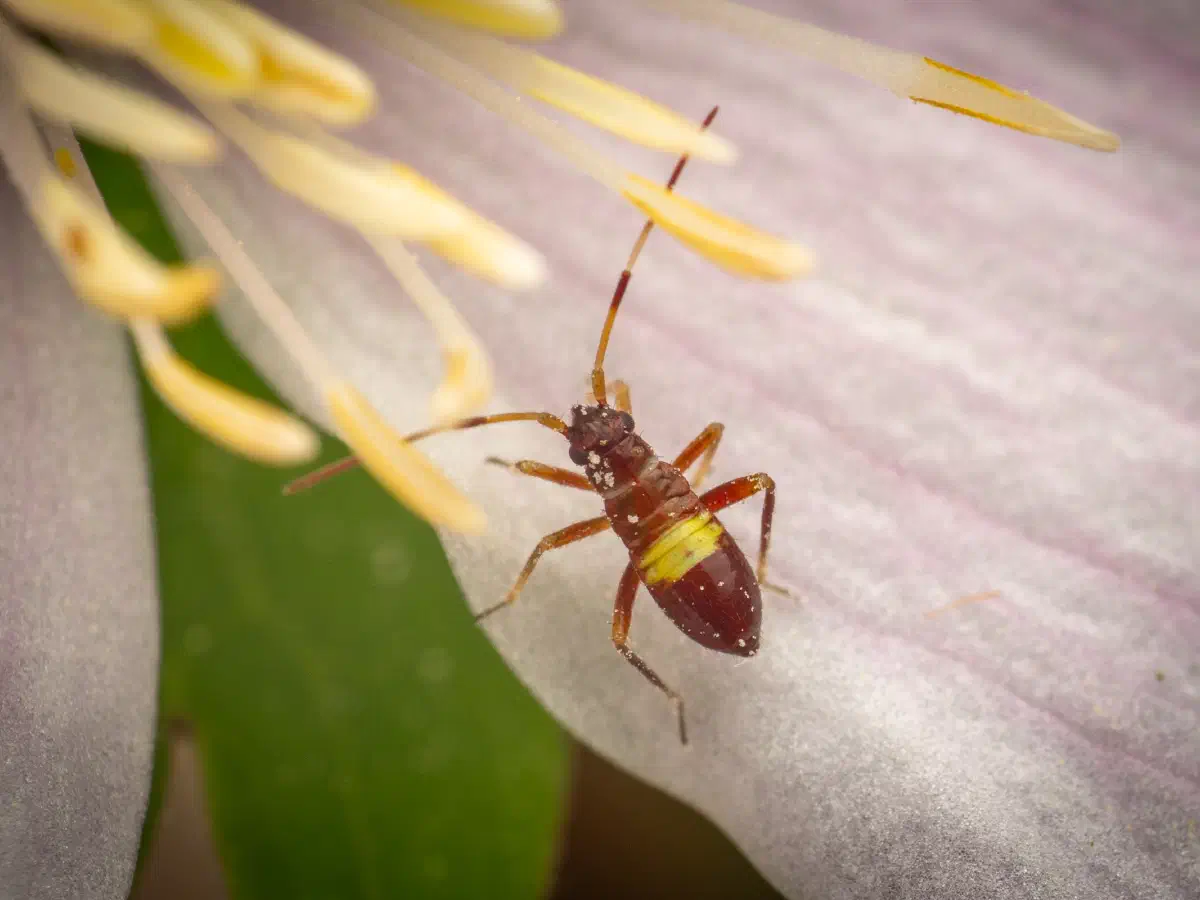 Closterotomus biclavatus