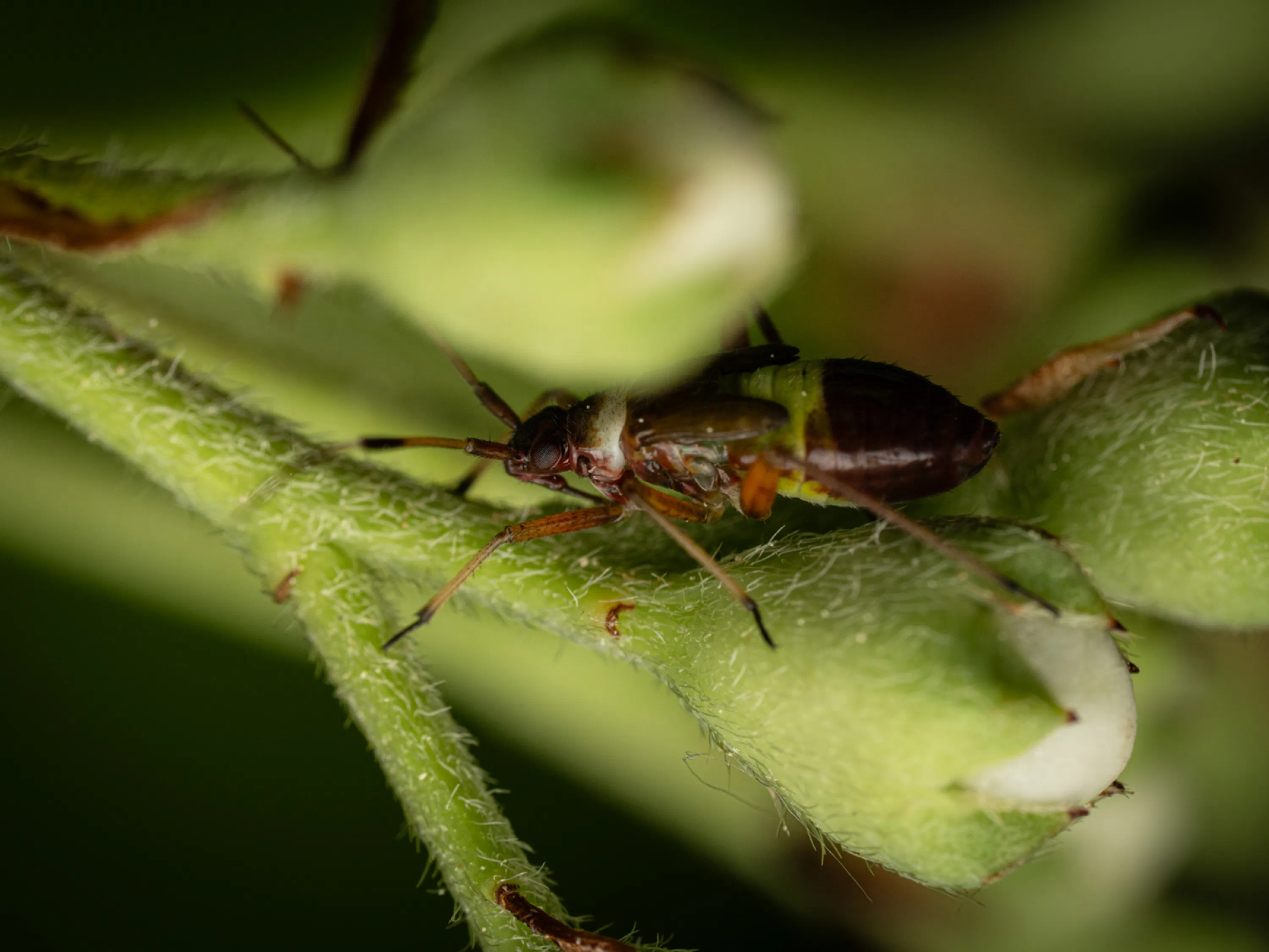 Closterotomus biclavatus