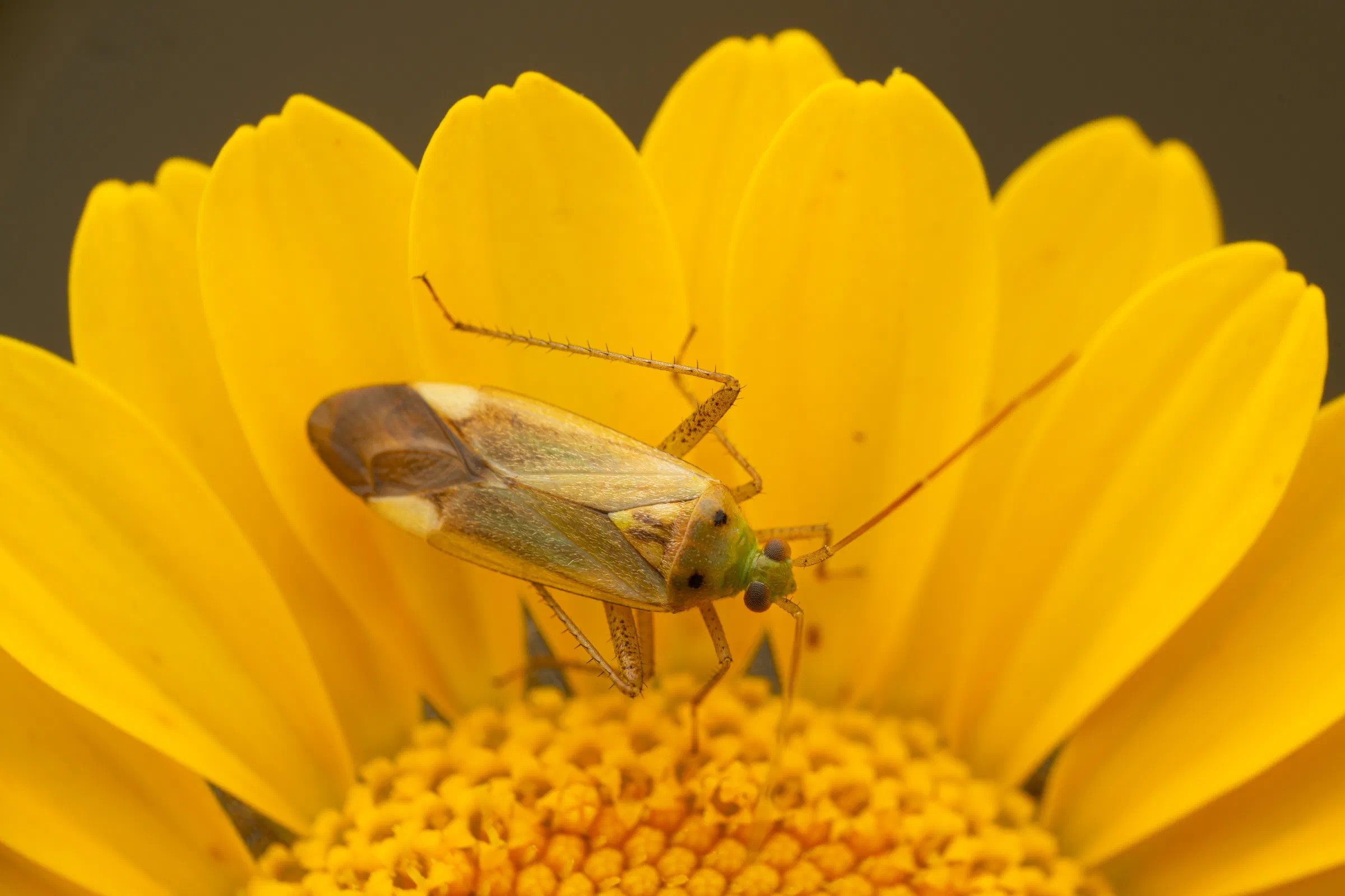 Zweipunktige Wiesenwanze