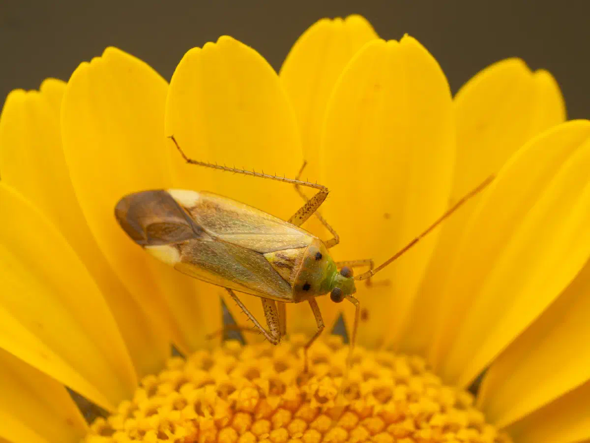 Punaise de la pomme de terre