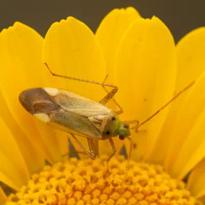 Punaise de la pomme de terre
