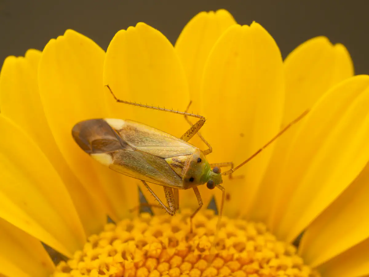 Punaise de la pomme de terre