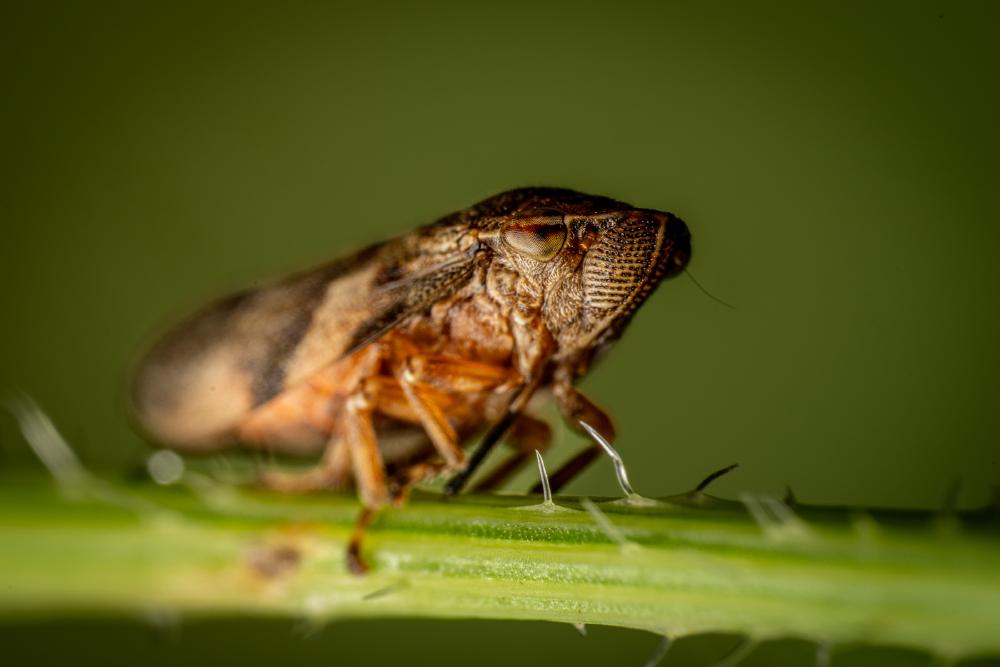 August 8, 2024 – Issue No. 356
– Issue No. 356: “Alder Spittlebug“ Alder Spittlebug