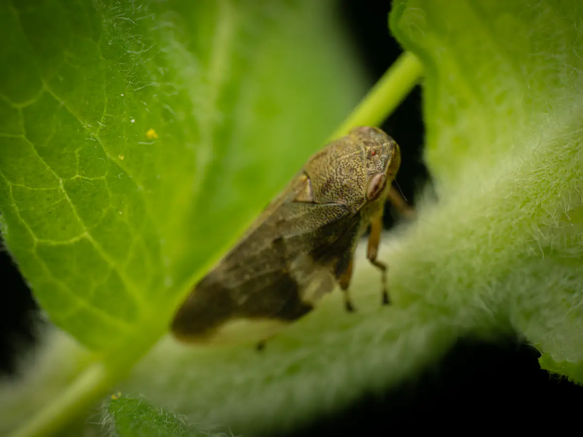Alder Spittlebug