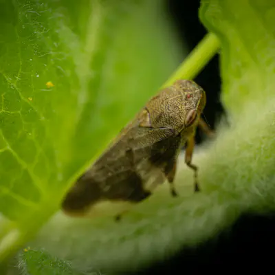 Alder Spittlebug