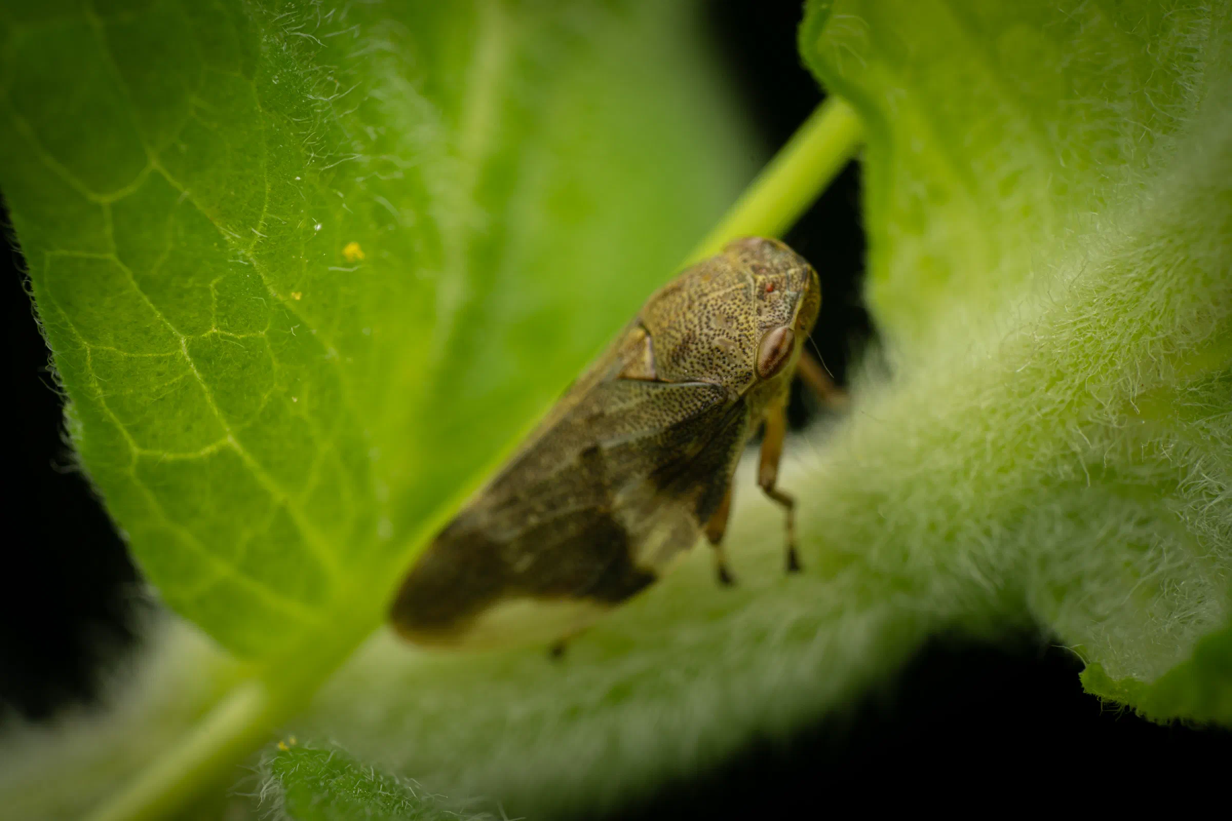 Aphrophora alni
