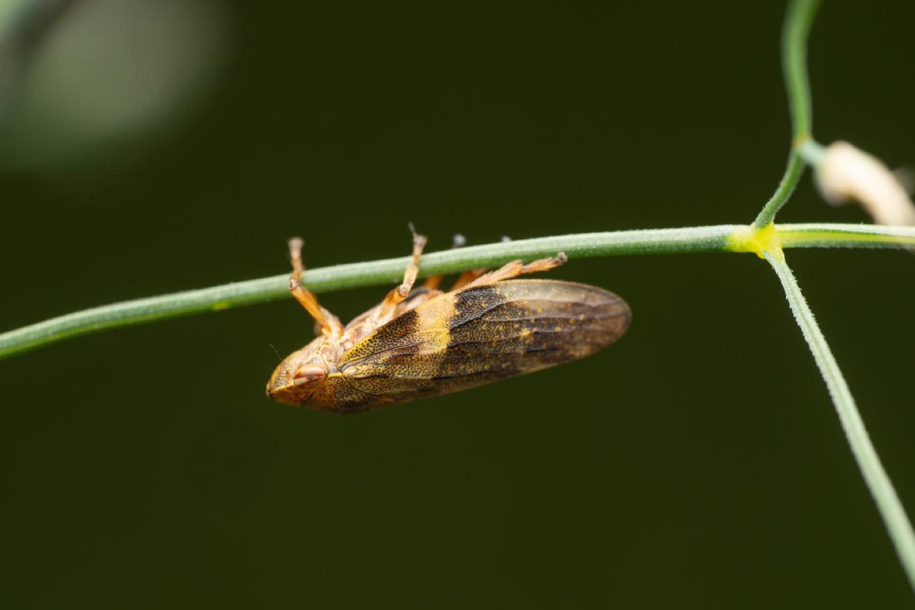 Alder Spittlebug – No. 1