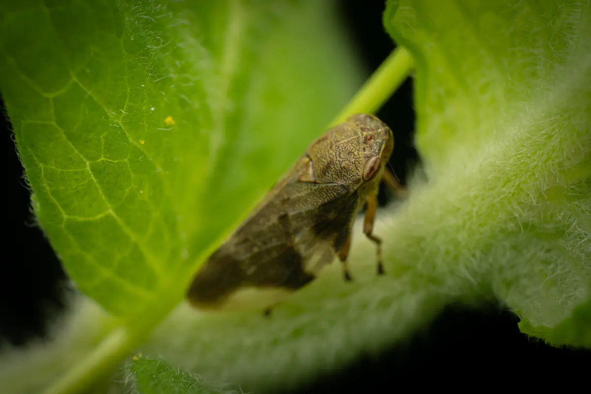 Alder Spittlebug – No. 1