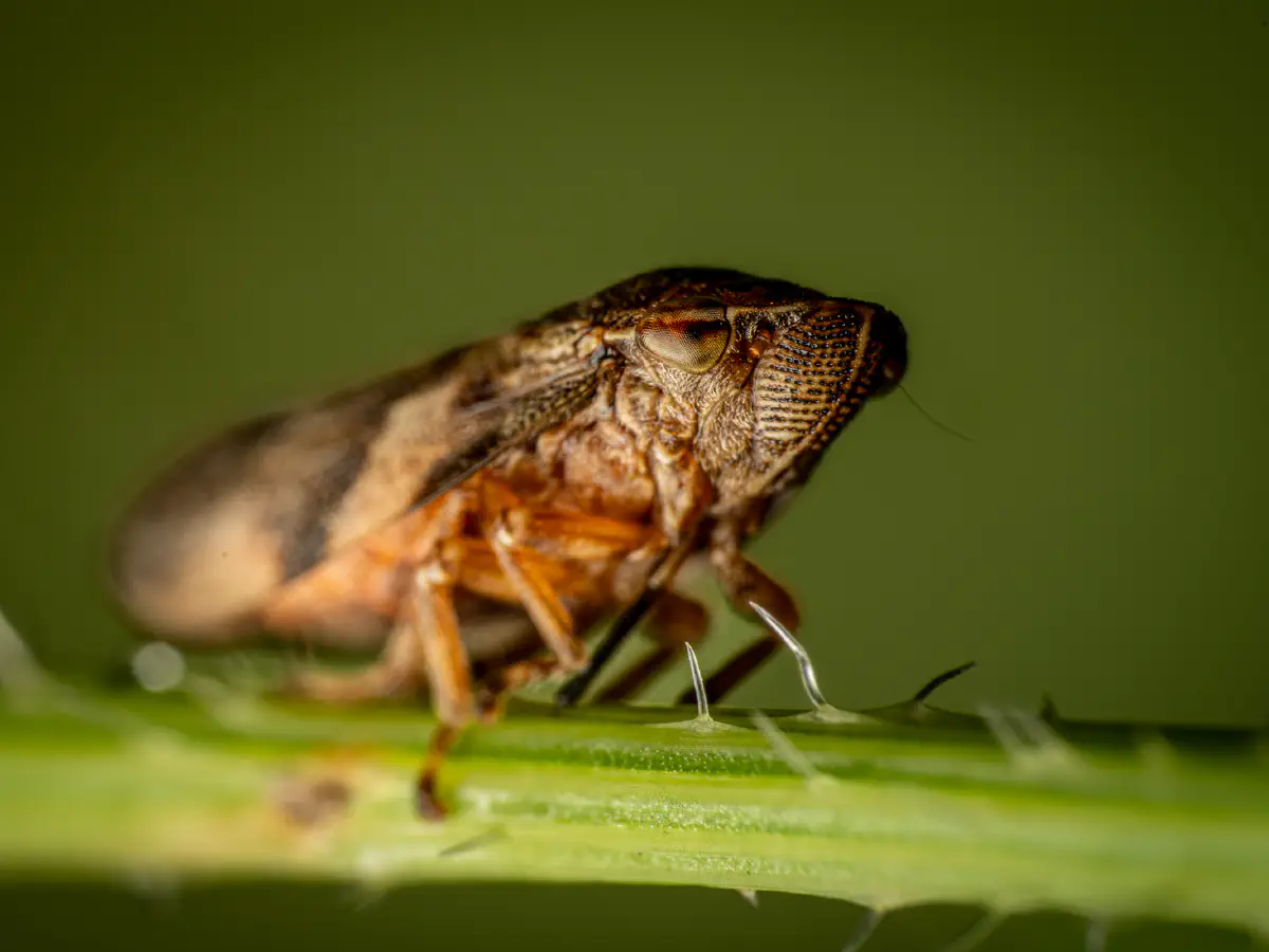 Aphrophore de l'aulne