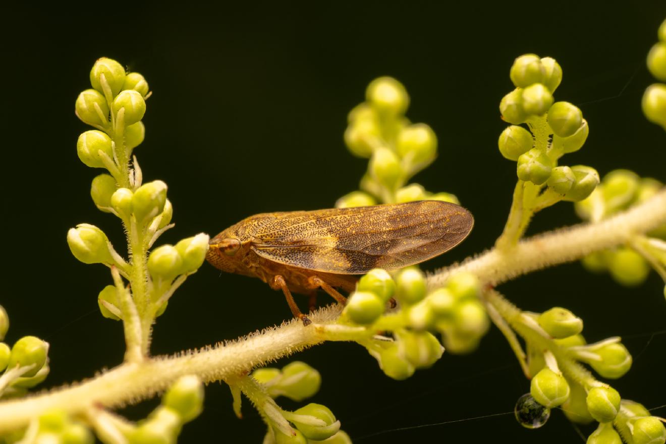 Alder Spittlebug – No. 2