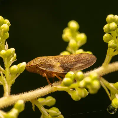 Alder Spittlebug