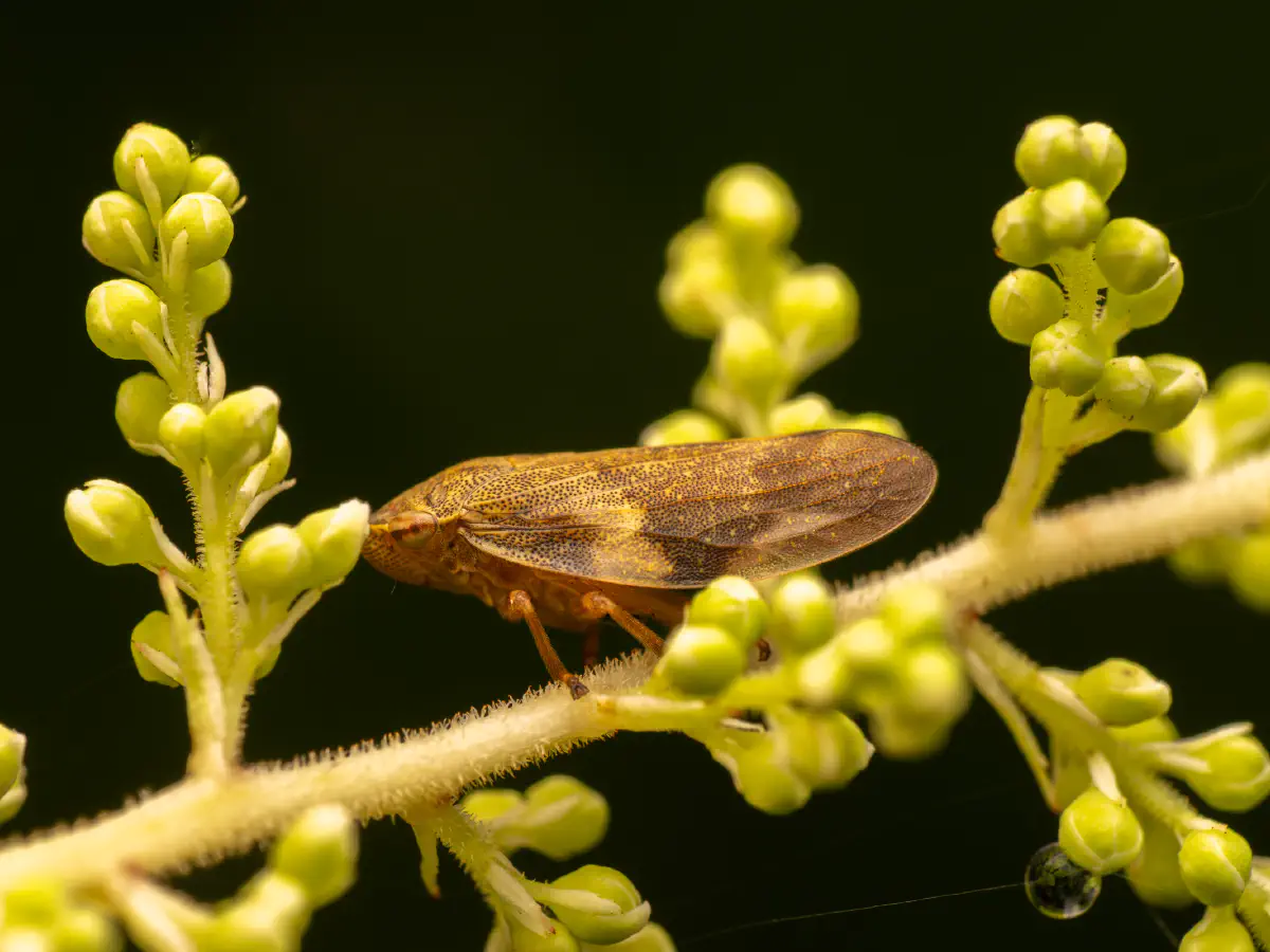 Aphrophore de l'aulne