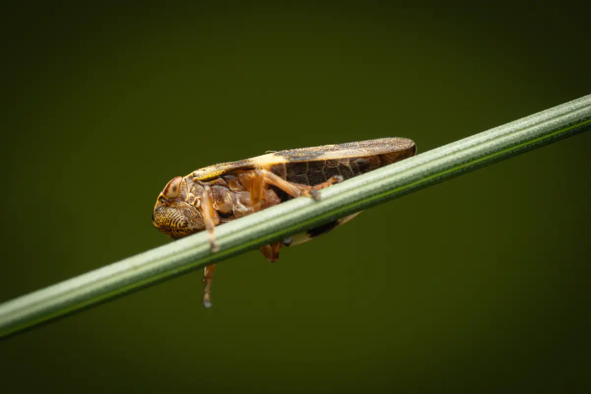 Alder Spittlebug – No. 4