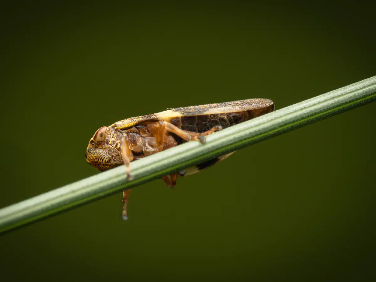 Aphrophore de l'aulne