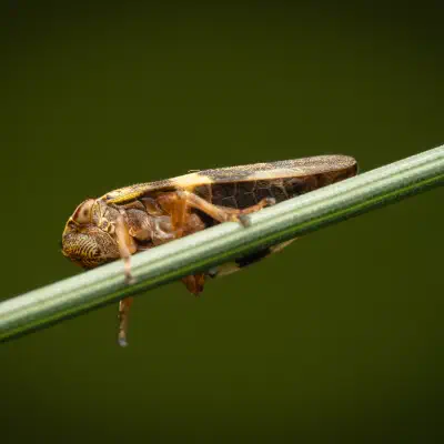 Alder Spittlebug