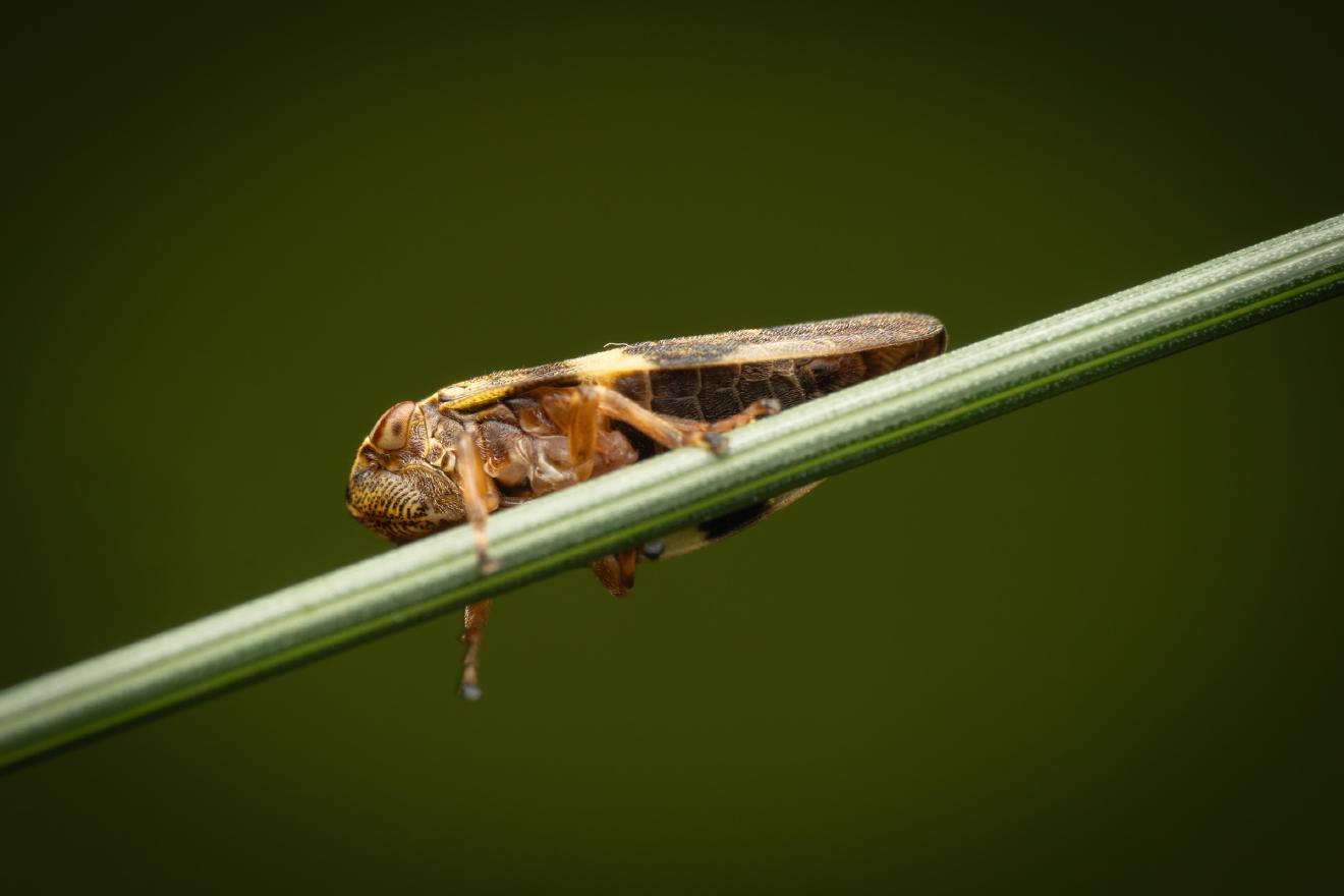 Alder Spittlebug – No. 4