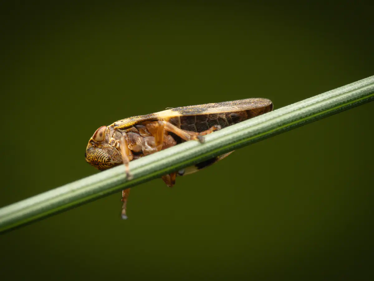 Alder Spittlebug