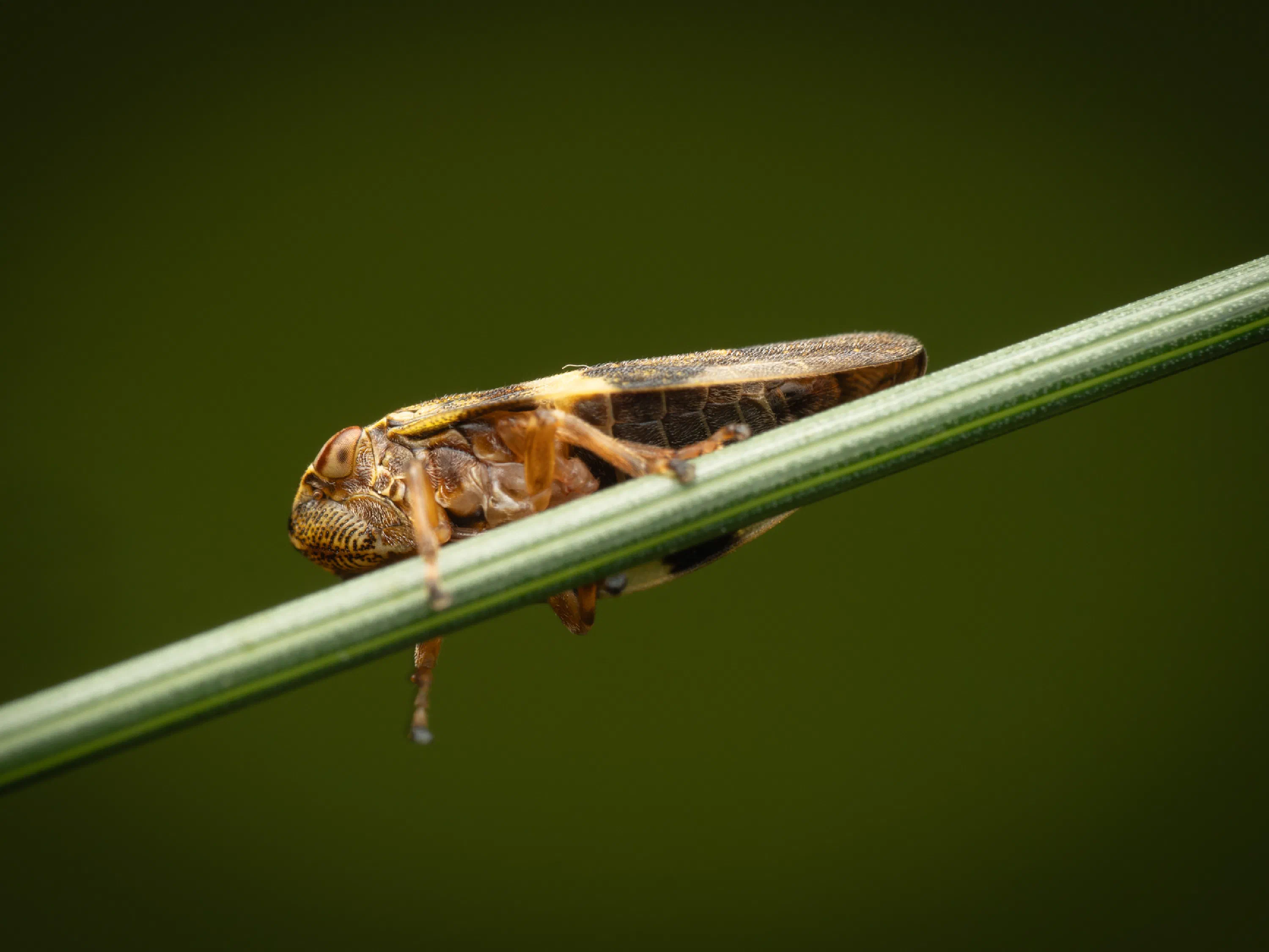 Aphrophore de l'aulne