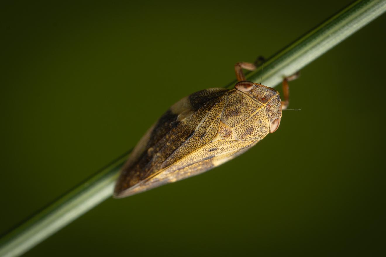 Alder Spittlebug – No. 5