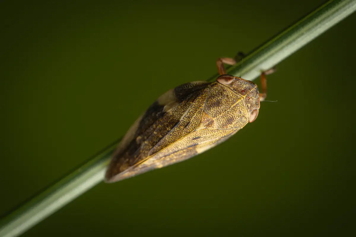 Alder Spittlebug – No. 5