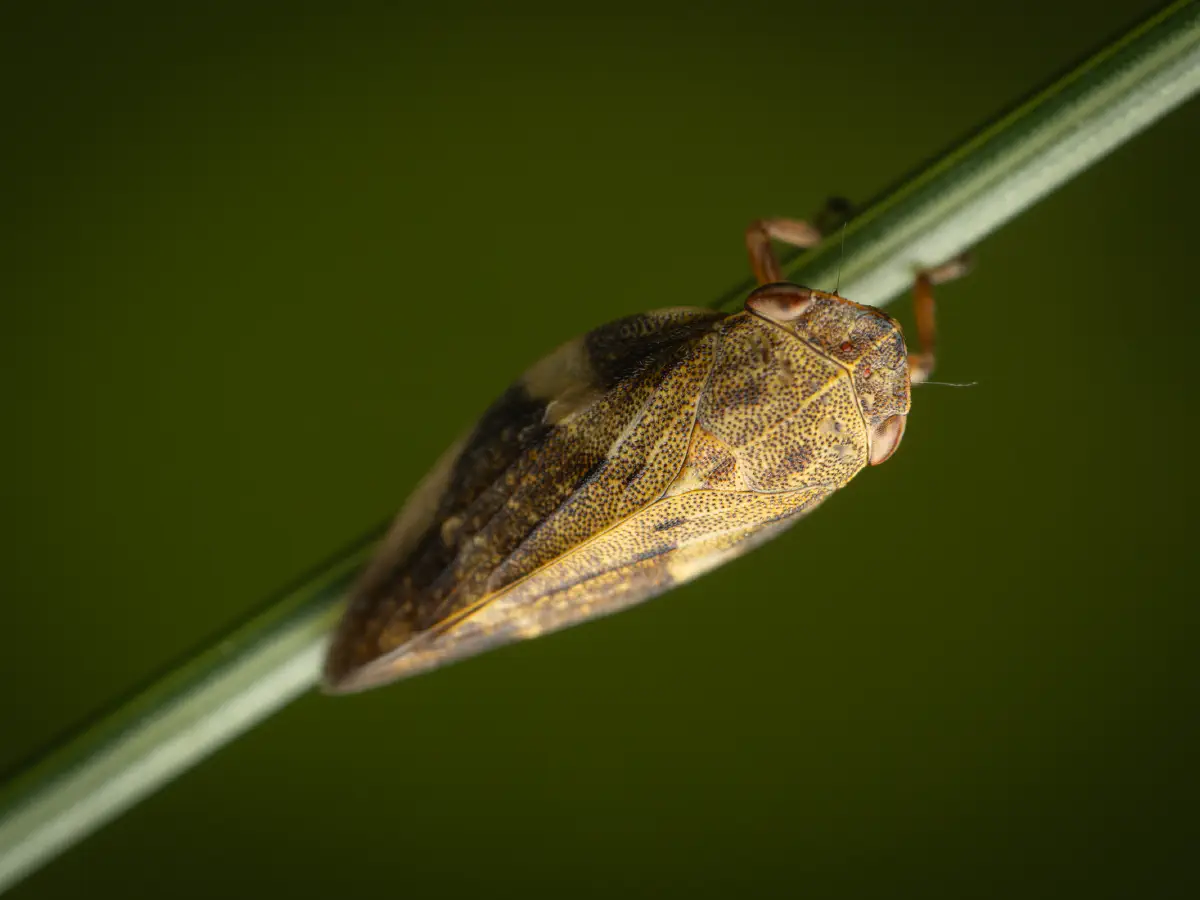 Aphrophore de l'aulne