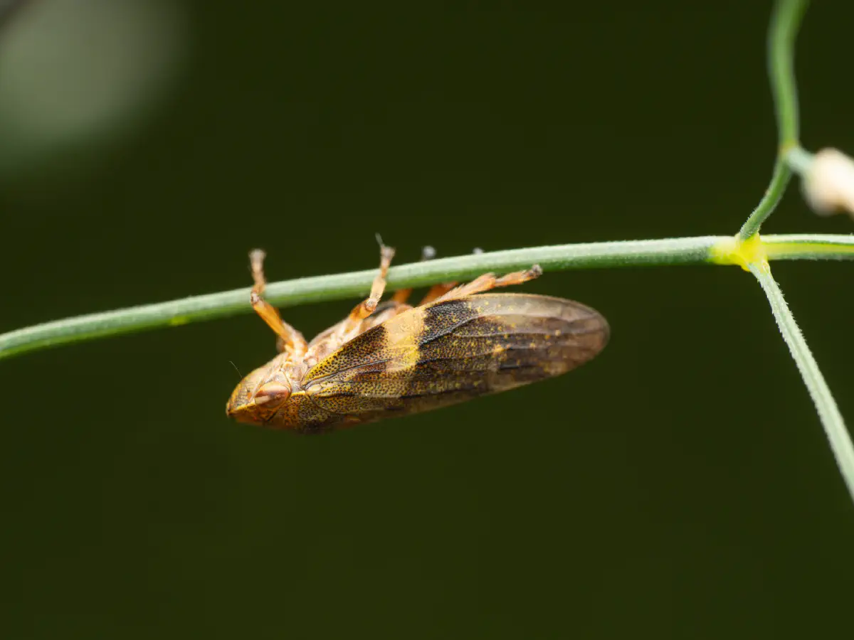 Alder Spittlebug
