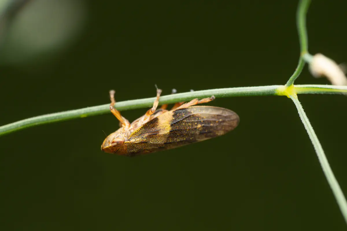 Alder Spittlebug – No. 6