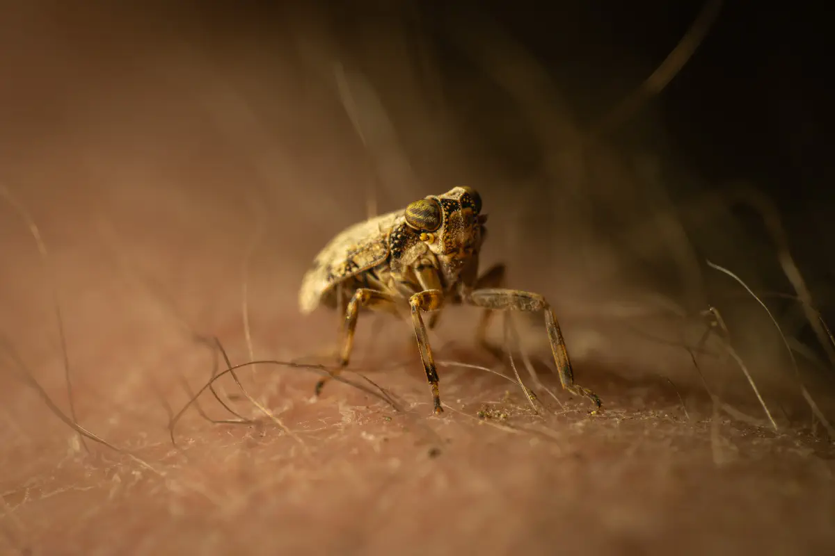 Issus coleoptratus