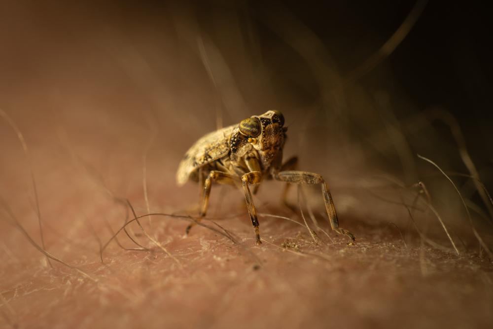 Issus coleoptratus
