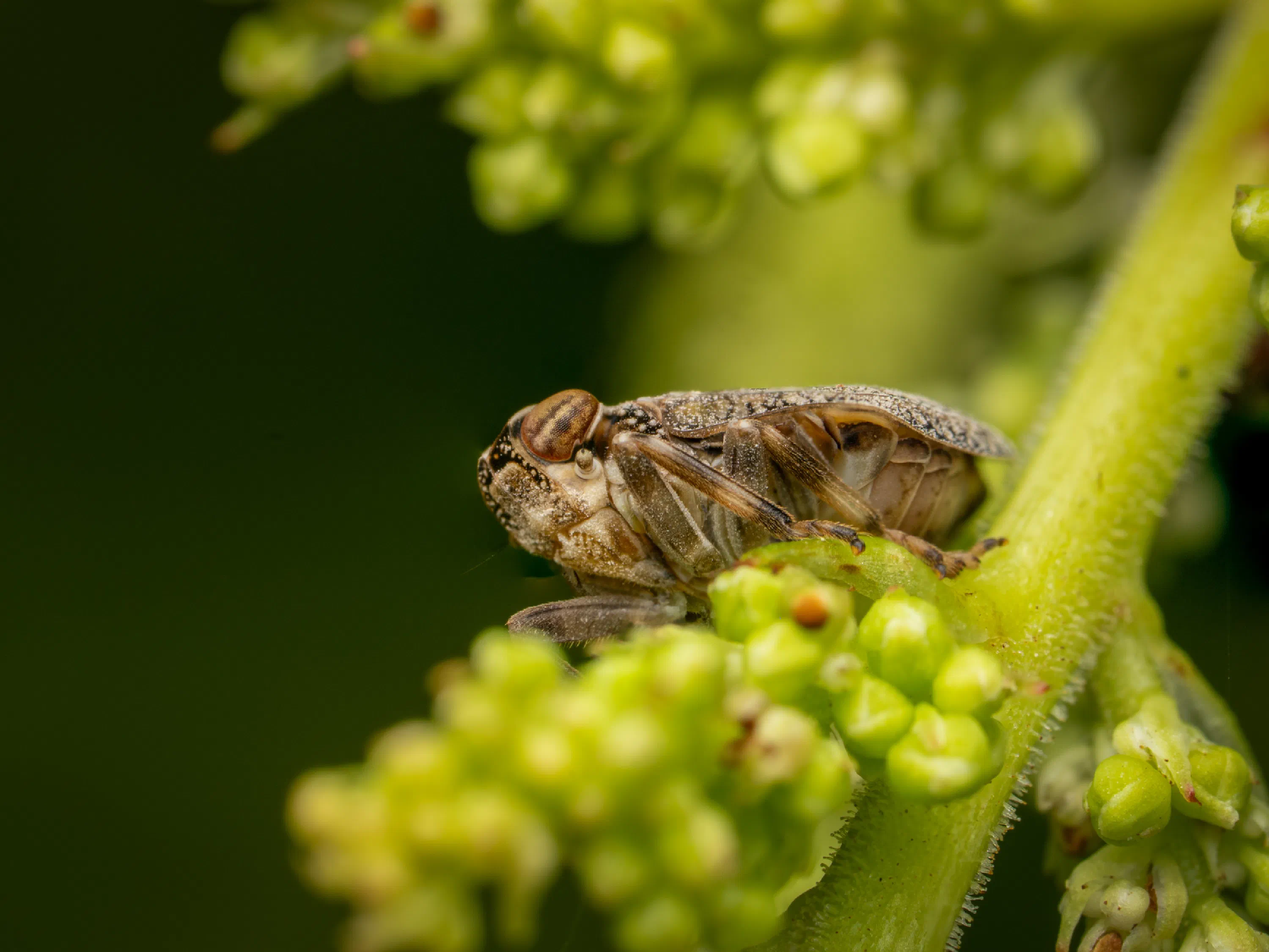 Issus coleoptratus